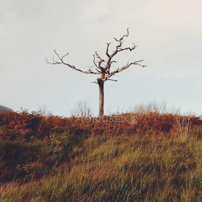 Irlanda, Condado de Kerry Irlanda, Killarney, Munster, vista panorámica del árbol solitario en las montañas de Kerry - foto de stock