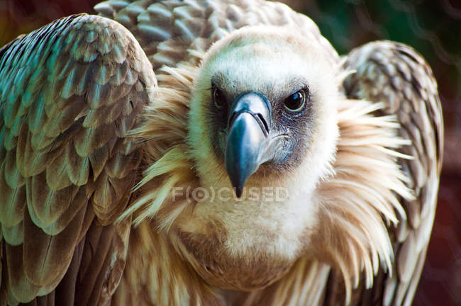 Vista de perto do abutre de capa selvagem, África do Sul, Cabo Ocidental — Fotografia de Stock