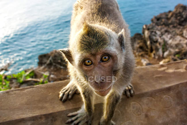 Mono sentado en una valla de piedra del templo de la garganta al atardecer y el océano - foto de stock