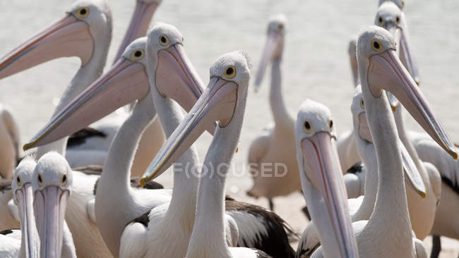 Крупный план стада пеликанов, стоящих рядом с морем — стоковое фото