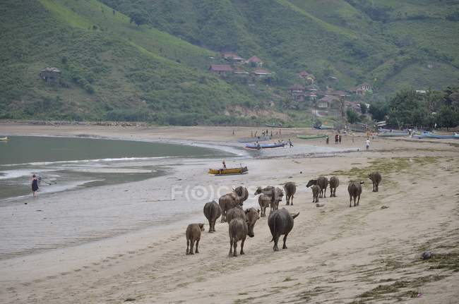 Коровы гуляющие по пляжу, Индонезия, Западная Нуса Тенггара, Кабупатен Ломбок Тенгах, Кута, Кута Бич — стоковое фото