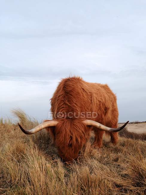 Highlander cow grazing, Netherlands, Scheveningen — Stock Photo