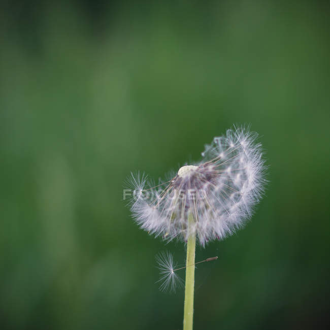 Closeup view of dandelion clock against blurred green background — Stock Photo