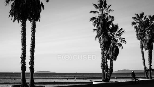 Palm trees and surfers, black and white image — Stock Photo