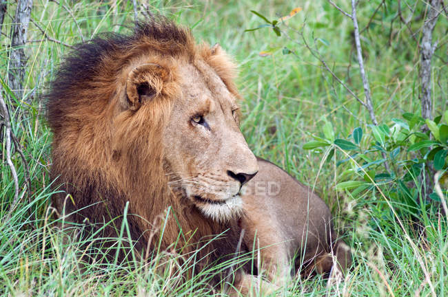 Hermoso león majestuoso en la naturaleza salvaje - foto de stock