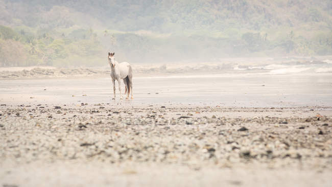 Cheval blanc debout sur la plage, Santa Teresa, Costa Rica — Photo de stock