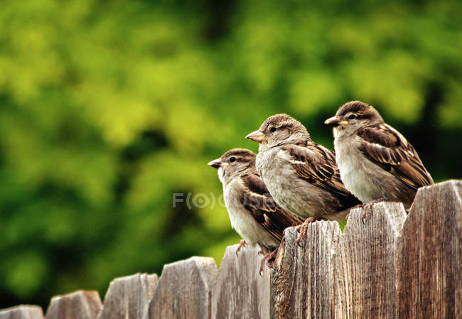 Три домашних воробья сидят на заборе на размытом фоне — стоковое фото