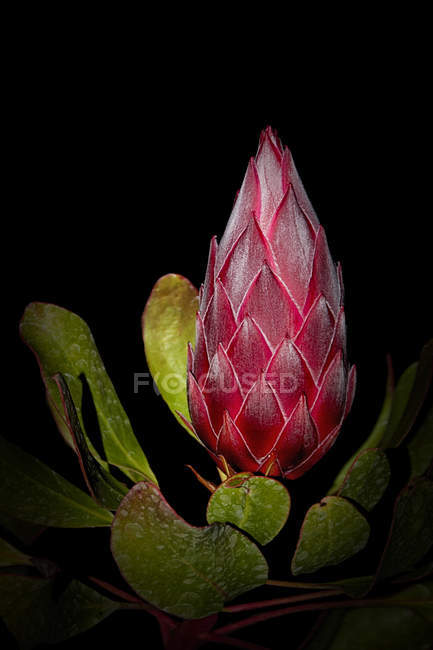 Protea Flor en crecimiento sobre fondo negro - foto de stock