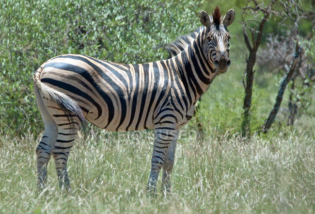 Живописный вид зебры на дикую природу — стоковое фото