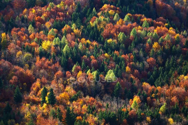 Aerial view of autumn trees in forest — Stock Photo