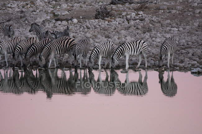 Zebras trinken Wasser bei Sonnenuntergang, Namibia — Stockfoto