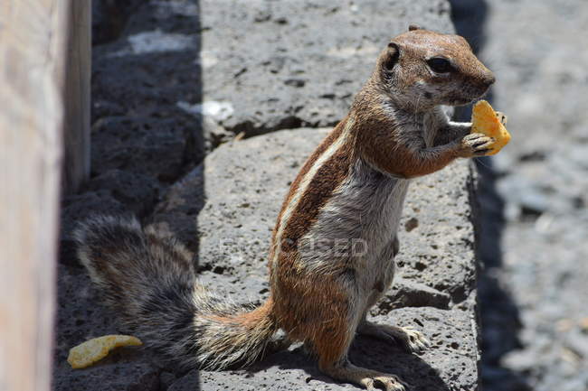 Carino piccolo scoiattolo curioso mangiare snack, messa a fuoco selettiva — Foto stock