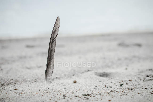 Malerischer Blick auf Federn am Strand — Stockfoto
