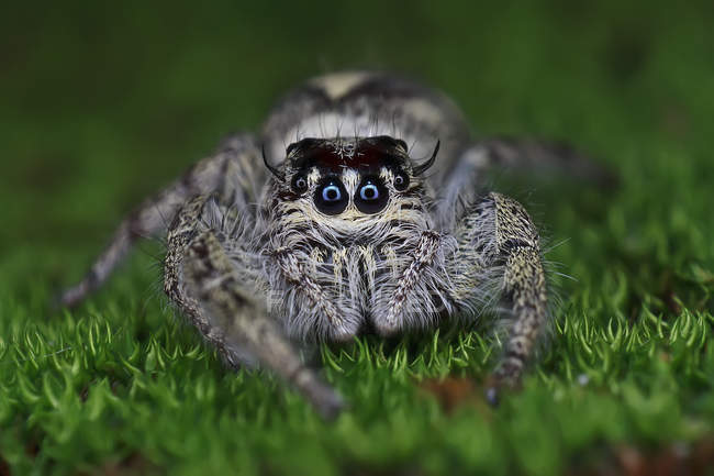 Gros plan de l'araignée sauteuse sur l'herbe regardant caméra — Photo de stock
