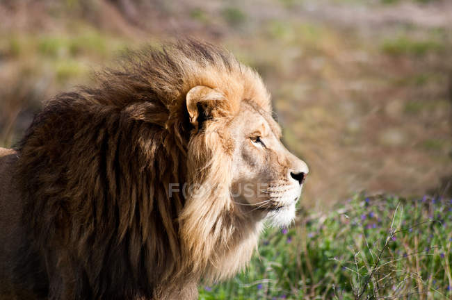 Seitenansicht majestätischer afrikanischer Löwe, Limopo, östliches Kap, Südafrika — Stockfoto