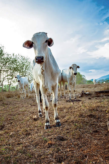 Vista panorâmica do rebanho de vacas, Santa Teresa, Costa Rica — Fotografia de Stock