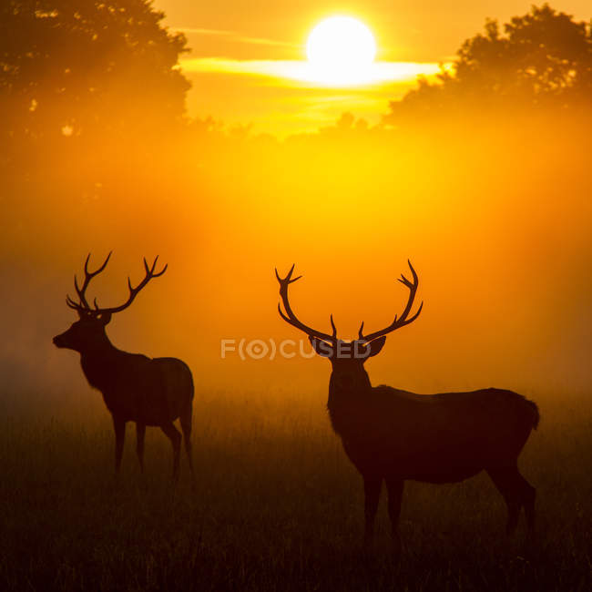Vista panorâmica das silhuetas de veados ao pôr do sol — Fotografia de Stock