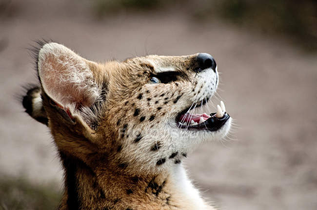 Retrato de vista lateral de primer plano de un hermoso gato salvaje africano, Mpumalanga, Sudáfrica - foto de stock