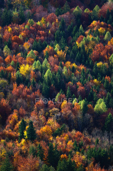 Vista aérea de árboles otoñales en el bosque - foto de stock