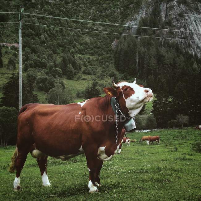 Vista de grande touro marrom em pé no pasto verde e olhando para a câmera — Fotografia de Stock