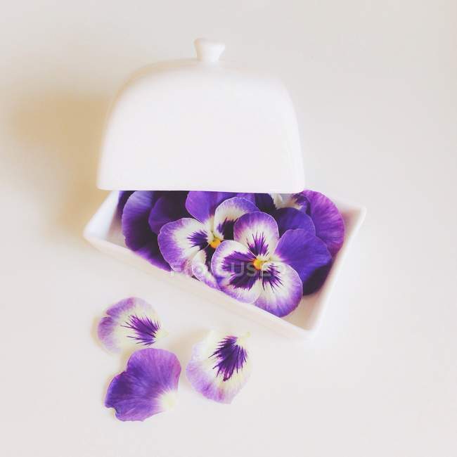 Pansy flowers in butter dish on white background — Stock Photo