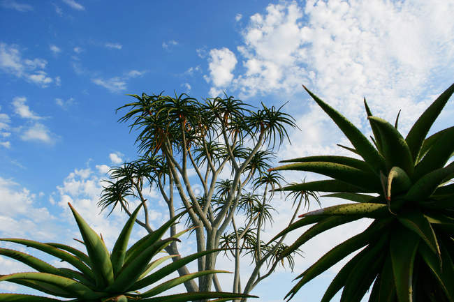 Низкий угол обзора растений на облачное небо — стоковое фото
