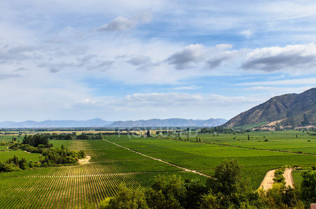 Vista panorâmica de belas vinhas, Chile — Fotografia de Stock