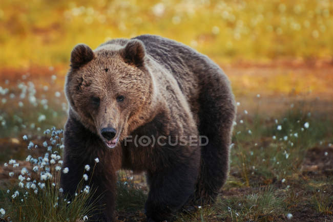 Крупный план бурого медведя в лесу, дикая природа — стоковое фото