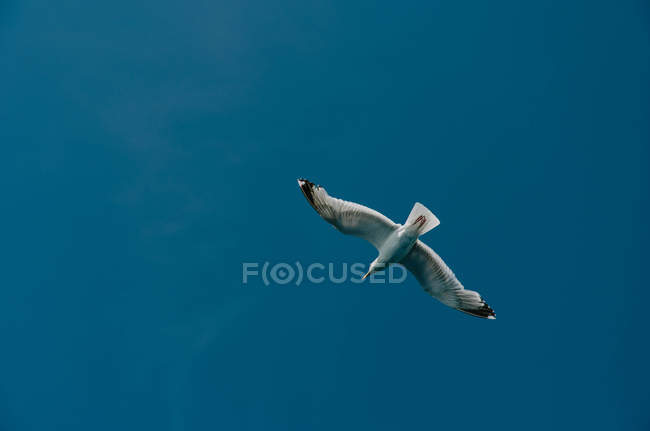 Visão de baixo ângulo de pássaro voando no céu azul — Fotografia de Stock