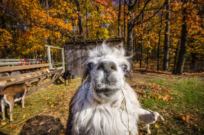 White Llama looking at camera in autumn forest — Stock Photo