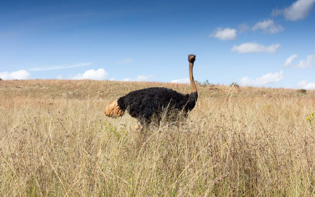 Avestruz de pie en la hierba en el desierto, Sudáfrica - foto de stock