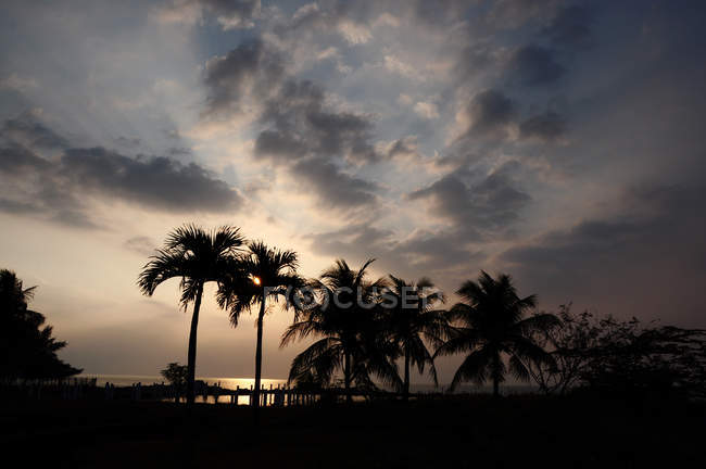 Indonésia, Banten, vista panorâmica da silhueta de coqueiros — Fotografia de Stock