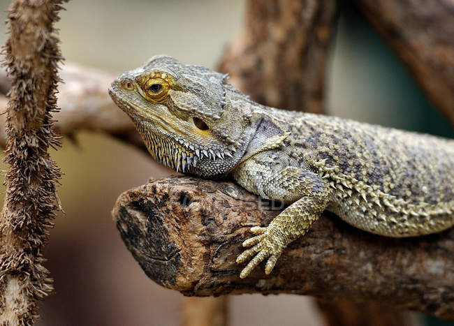 Bearded dragon lying on tree branch — Stock Photo