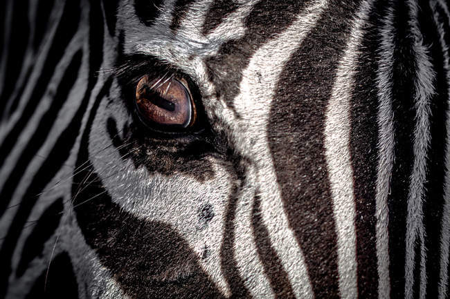 Close-up de olho de zebra olhando para os lados — Fotografia de Stock