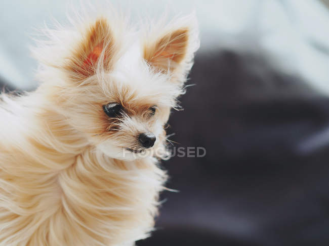 Small dog standing in the wind, blurred background — Stock Photo