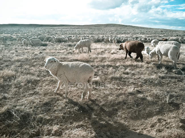 Herde flauschiger Schafe auf frischem Feld — Stockfoto
