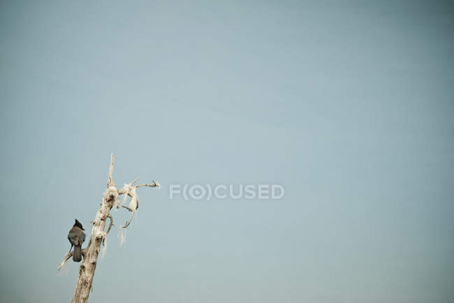 Птица сидит на ветке дерева против голубого неба — стоковое фото