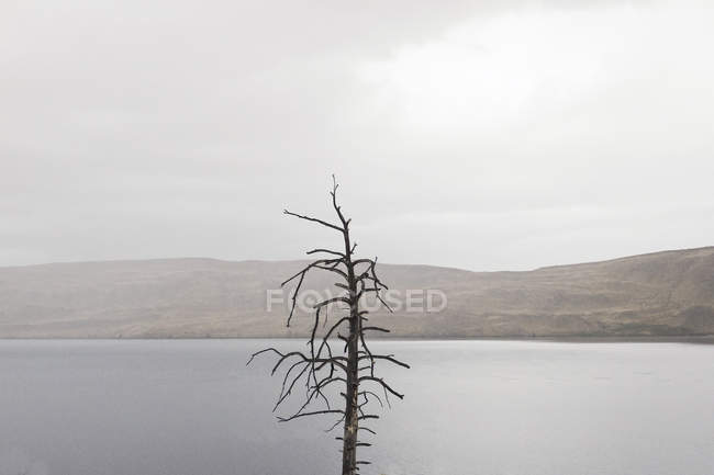 Vue panoramique sur arbre nu au bord du lac — Photo de stock
