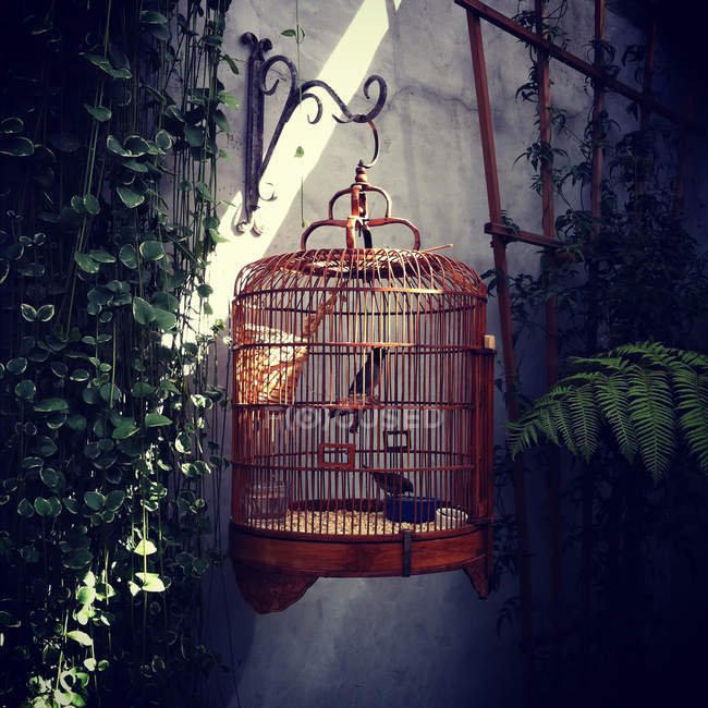 Birds in ornate cage hanging on wall outdoors — Stock Photo