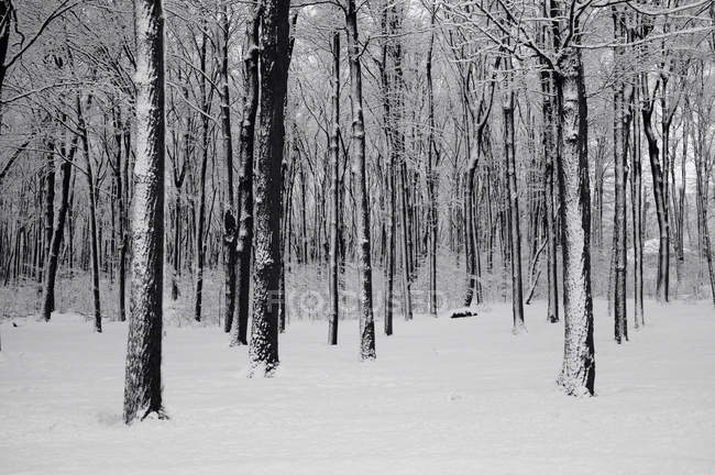 Malerischer Blick auf majestätische Wälder im Winter — Stockfoto
