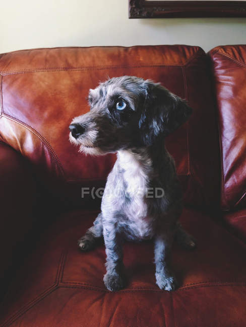 Cachorrinho bonito cão sentado no sofá — Fotografia de Stock