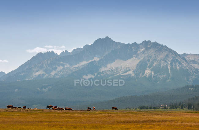Vacas en las montañas de Idaho, Stanley, Condado de Custer, Idaho, EE.UU. - foto de stock