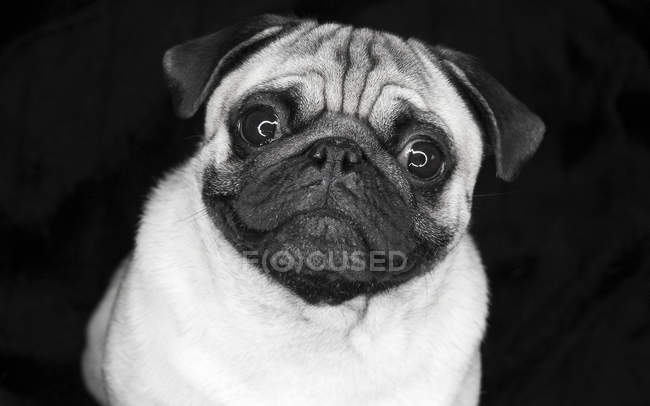 Studio shot of cute pug in monochrome, black background — Stock Photo