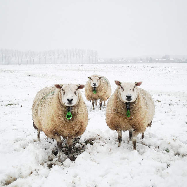 Tres lindas ovejas de pie en la nieve y mirando a la cámara - foto de stock