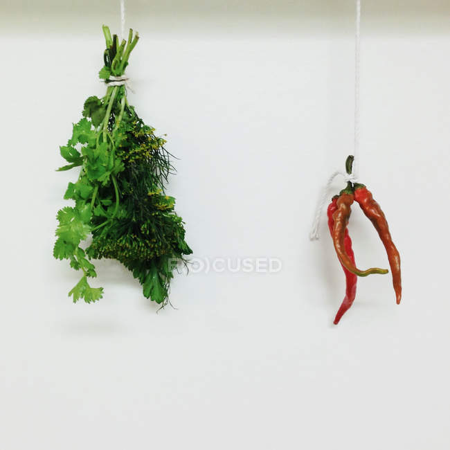 Fresh bunch of herbs and chilies hanging on rope on white background — Stock Photo