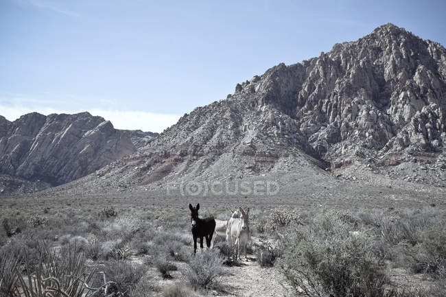 Vista panorámica de dos burros salvajes, First Canyon, Red Rocks State Park, Nevada, EE.UU. - foto de stock