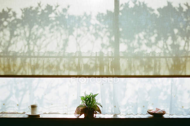Plante en pot debout sur le rebord de la fenêtre avec des ombres — Photo de stock
