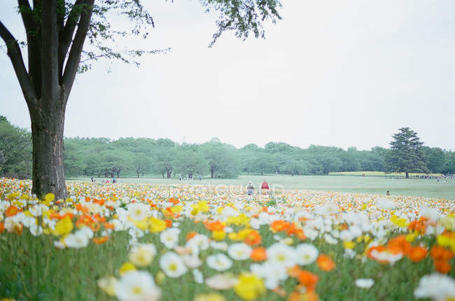 Vista panorámica del parque de flores en Japón - foto de stock