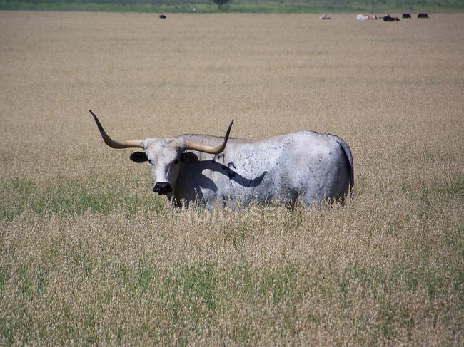 Texas longhorn steht auf dem feld und blickt in die kamera — Stockfoto