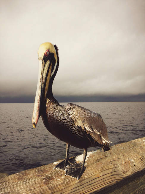 Пелікан стоячи на пристані проти води на тлі — стокове фото